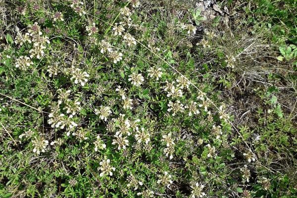 Mountain germander