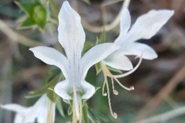 Ground-pine germander