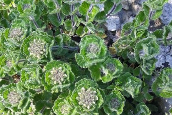 Pyrenean germander