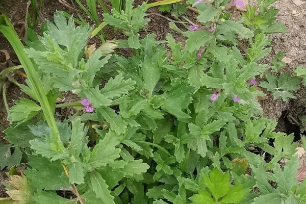 Water germander