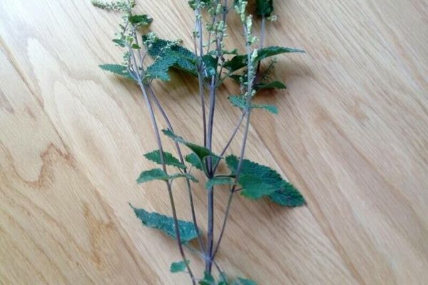 Wood germander
