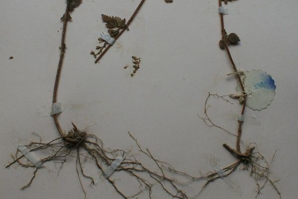 Teucrium viscidum