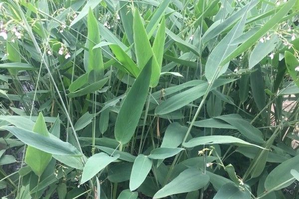 Arrowroot