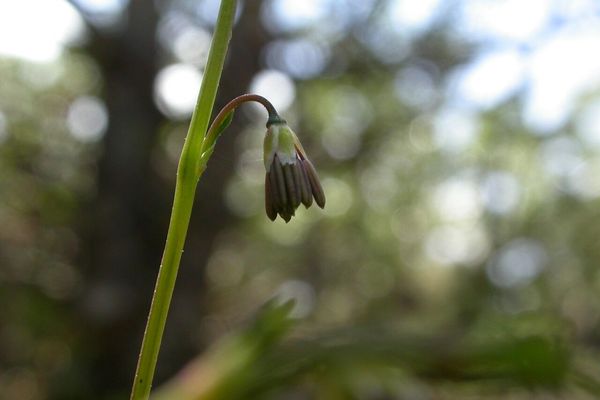 Arctic meadow-rue