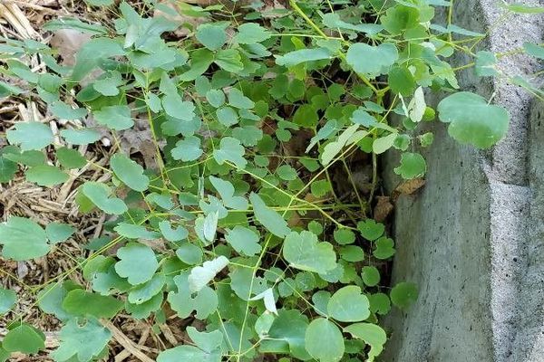 Early meadow-rue