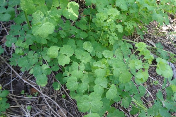 Wright's meadow-rue