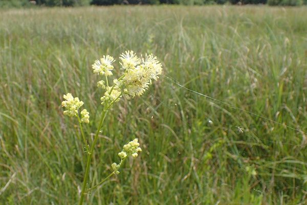 Common meadow-rue