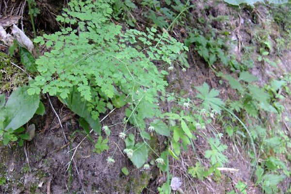 Stinking meadow-rue