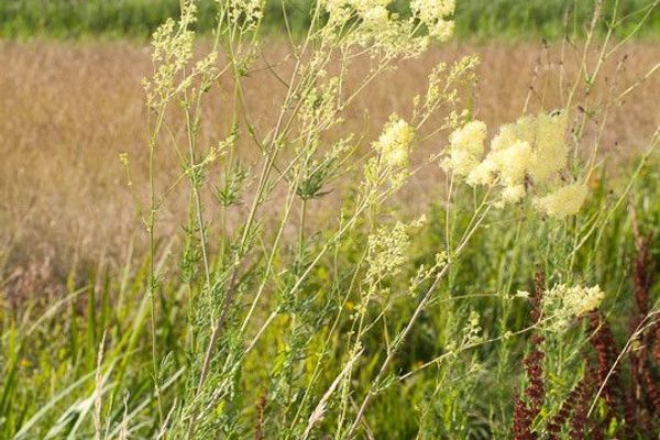 Shining meadow-rue
