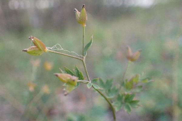 Lesser meadow-rue