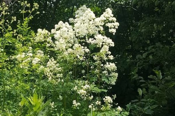 Muskratweed