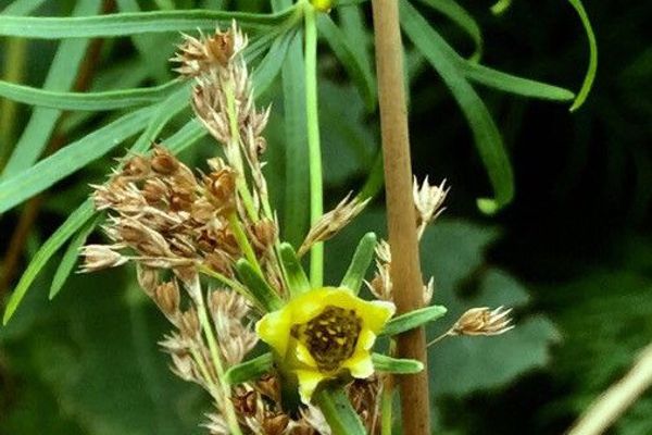 Small meadow-rue