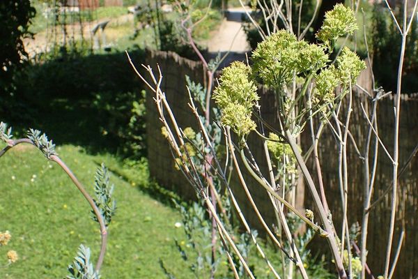 Thalictrum speciosissimum