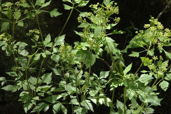 Bearded meadow-parsnip