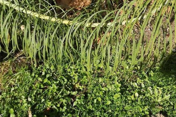 Stiff greenthread