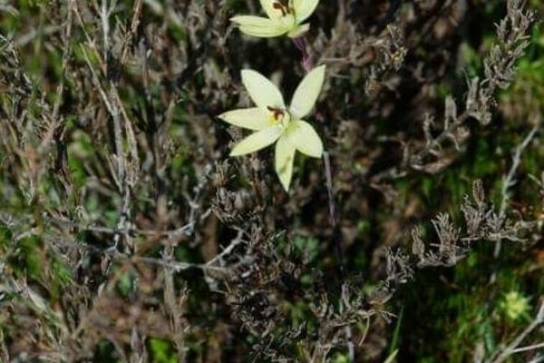 Thelymitra antennifera
