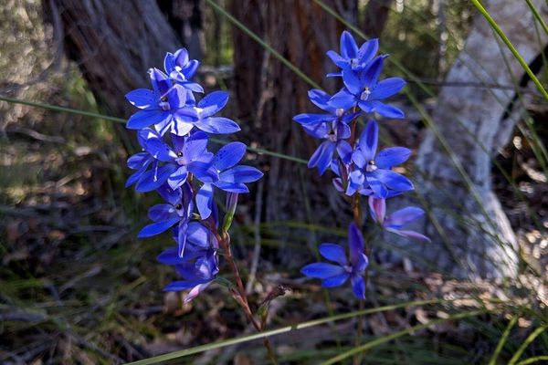 Thelymitra ixioides