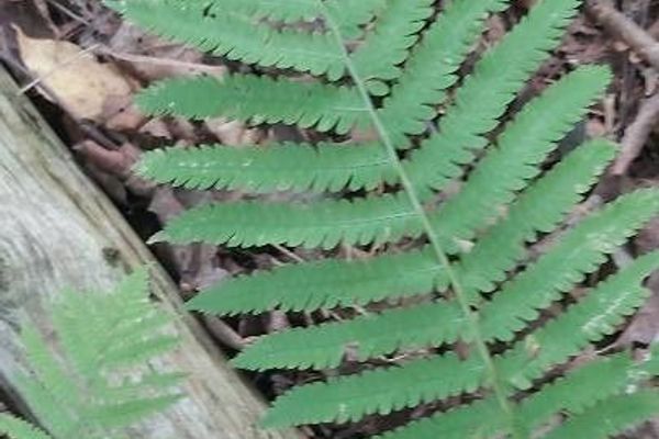 New york fern