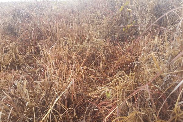 Red grass