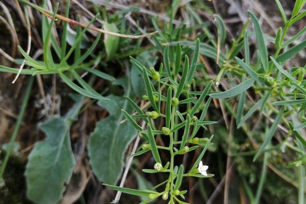 Alpine bastard-toadflax
