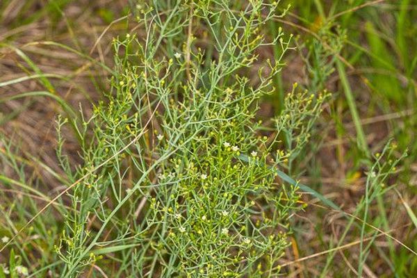 Bastard toadflax