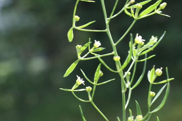 Flaxleaf