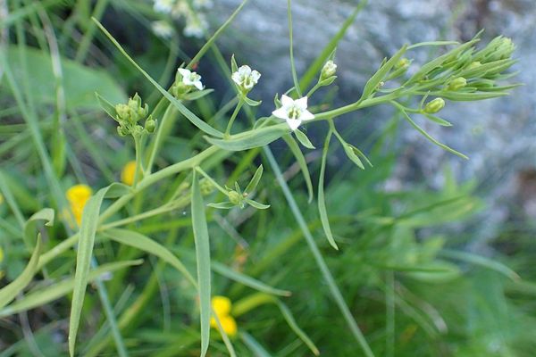 Thesium pyrenaicum