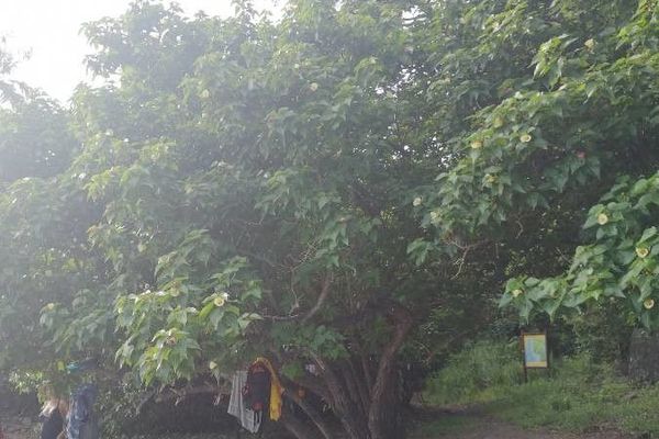 Portia tree