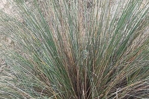 Sea wheatgrass