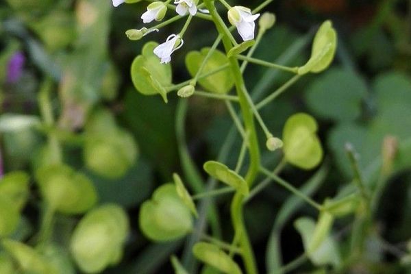 Bastard cress