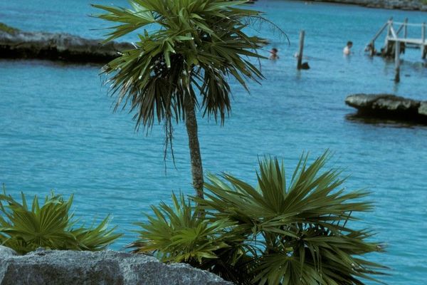 Florida thatch