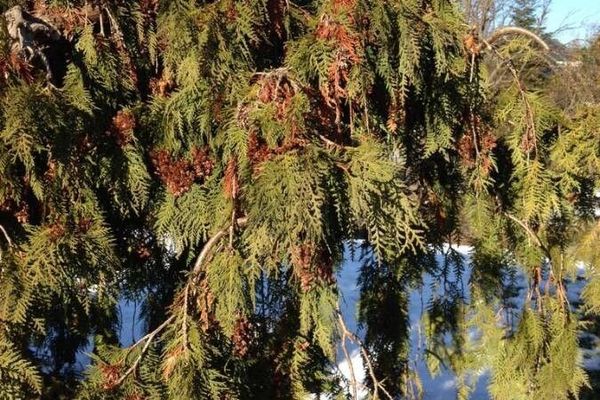 Northern white-cedar