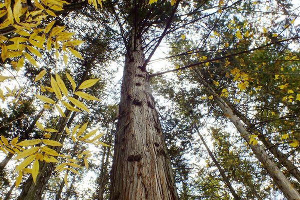 British columbia red cedar