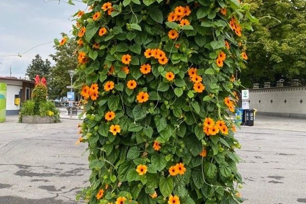 Black-eyed-susan-vine