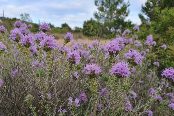Mediterranean wild thyme