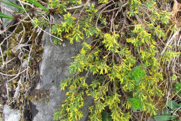 Thymelaea dioica