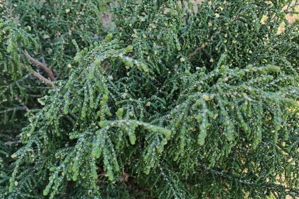 Hairy spurge flax