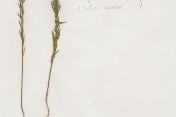 Annual thymelaea
