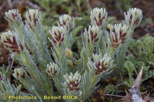 Thymelaea pubescens