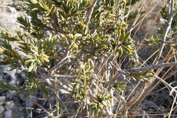 Thymelaea tinctoria