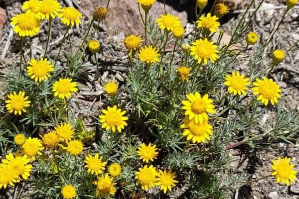 Common dogweed