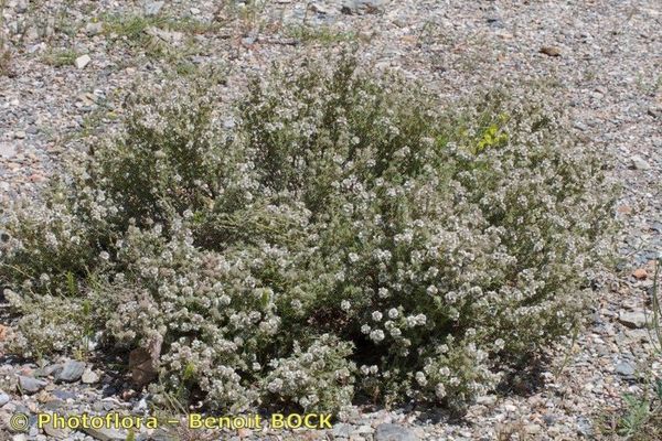 Spanish lemon thyme