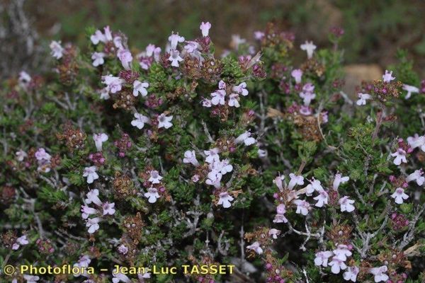 Thymus hyemalis