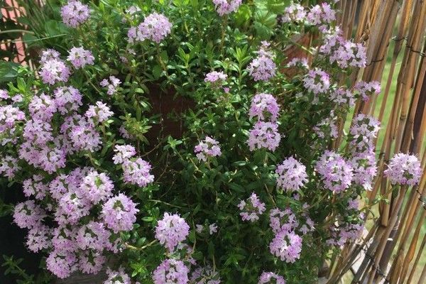 Thymus longicaulis