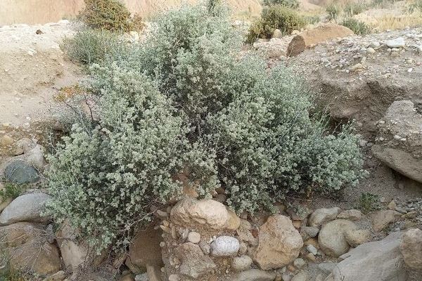 Mastic thyme