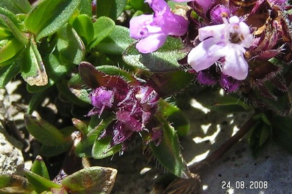 Thymus nervosus