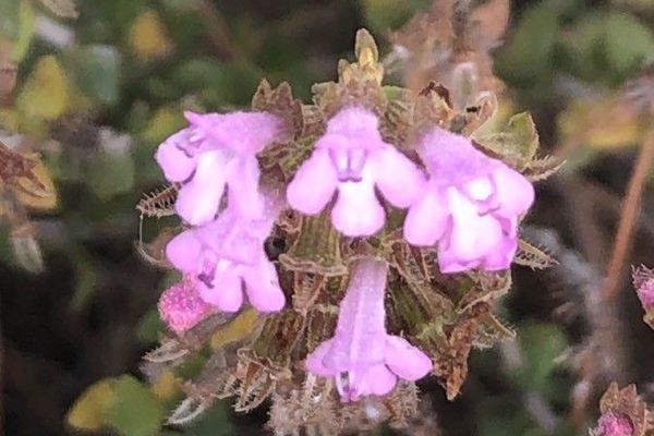 Thymus piperella