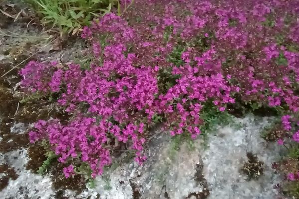 Mother of thyme