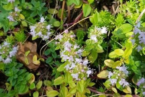 Large thyme