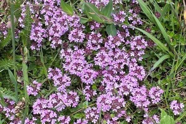Breckland thyme